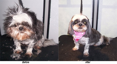 dramatic before and after photo